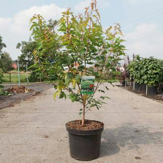 Pianta Acer ginnala - Bailey Compact