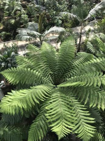 The Temperate House, Kew Gardens