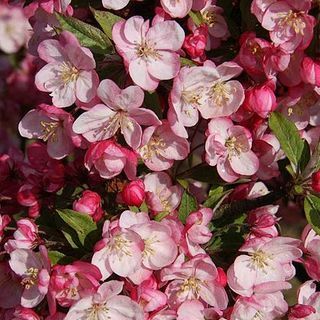 Crab Apple 'Coralburst'