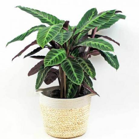 calathea di velluto