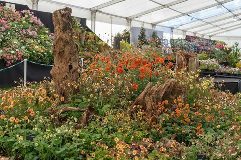 Est dell'Eden. Geum Mr Mojo nel tendone floreale all'RHS Malvern Spring Festival 2019.