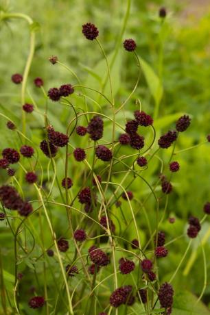 rhs garden for a green future progettato da jamie butterworth hampton court palace garden festival 2021