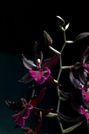 Orchidee per l'inverno