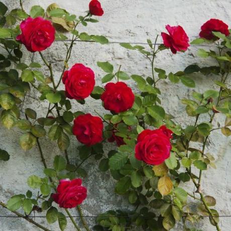 rose rosse in giardino