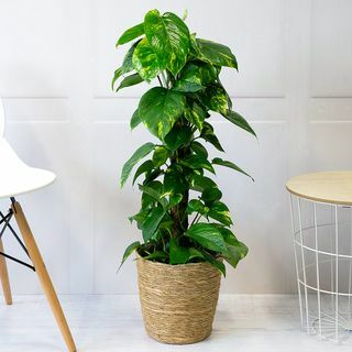 Pianta di Pothos d'oro