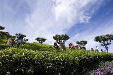 Spennatrici nella tenuta del tè Chamraj, Tamil Nadu