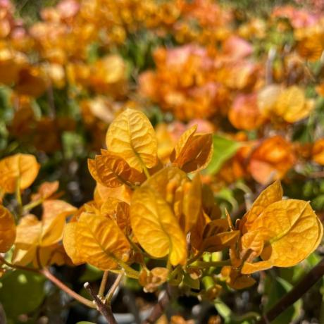 Vite di Bougainvillea con tonalità gialla