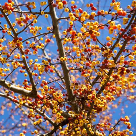 primo piano dei numerosi piccoli frutti del melo ornamentale giapponese malus toringo in germania nel freddo novembre, quando l'albero non ha già foglie