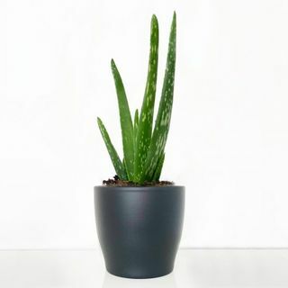 Aloe vera in vaso di ceramica