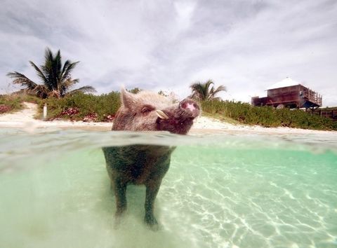 Maiali Bahama di nuoto