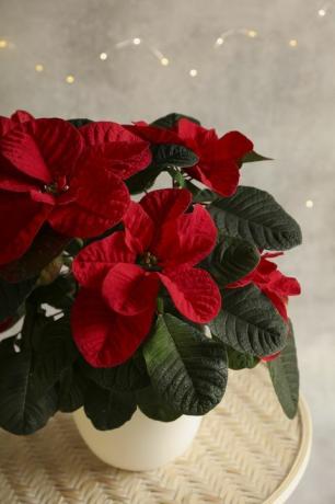 Pianta da appartamento di Poinsettia del mouse