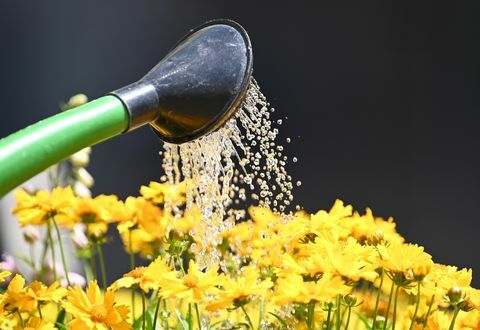 25 giugno 2019, baden wuerttemberg, friburgo un giardiniere che innaffia i fiori "girl