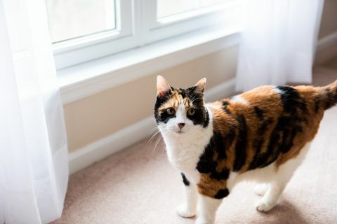 Volto femminile del gatto di calicò che sta guardando finestra dal pavimento di moquette della camera da letto e delle tende