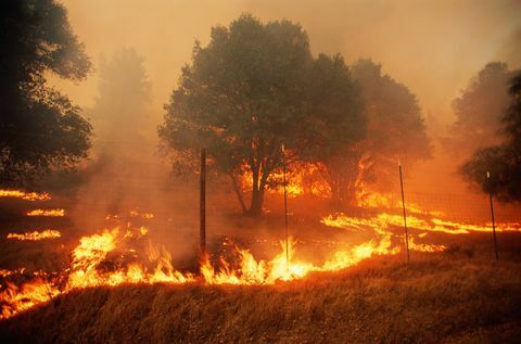 scarsità di legname, incendi boschivi nella contea di sonoma, california, usa