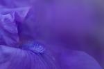 Suggerimenti e trucchi per piantare fiori di iris nel 2023