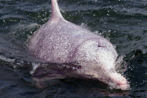 hong kong conservazione ambiente animale delfino