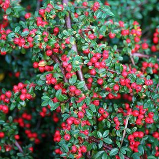Cotoneaster orizzontale