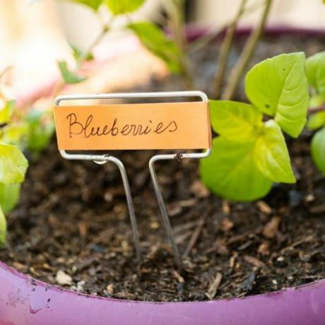 Piantare la pianta di mirtillo in un giardino che pianta vaso