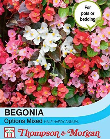 Begonia Semperflorens Opzioni miste