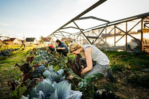 Agricoltori urbani che raccolgono rabarbaro dal piccolo raccolto organico