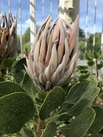 Casa temperata, Kew Gardens