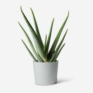 Pianta di aloe vera