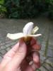 Musa veramente piccolo banano