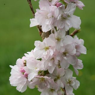 Prunus 'Amanogawa' Ciliegio giapponese a fioritura