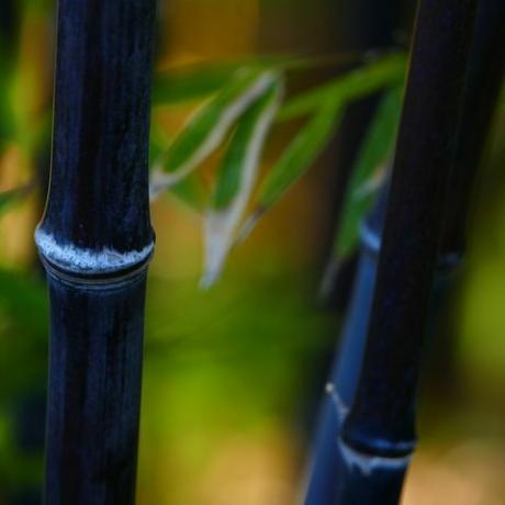 piante tropicali, bambù nero