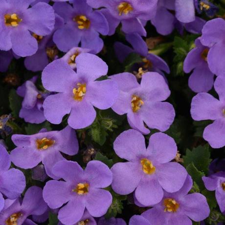 Bacopa Blu 9cm In Vasi Riciclabili x 3 Piante