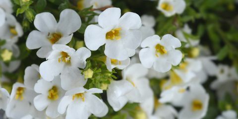 fiori ornamentali bacopa nome latino chaenostoma cordatum