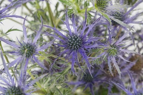 Eryngium 'Blue Waves' - Chelsea Flower Show - secondo classificato impianto dell'anno 2018
