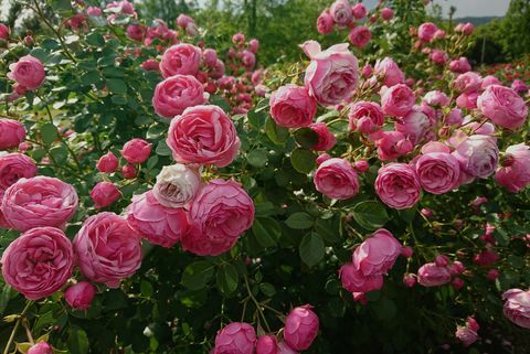 piante di confine, piante di confine del giardino, rose di piante di confine di giugno