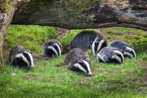 Scrofa di tasso e cuccioli