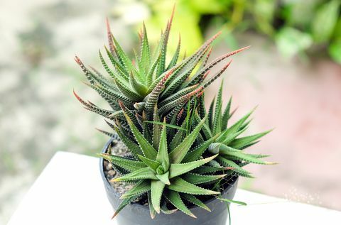 Piccolo cactus in vaso, piante grasse o cactus