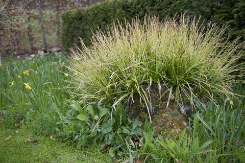 Il primo giardino permanente di Hedgehog Street nel Regno Unito è stato presentato a RHS Harlow Carr, nello Yorkshire del Nord