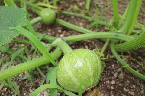 piccola zucca prima che cresca