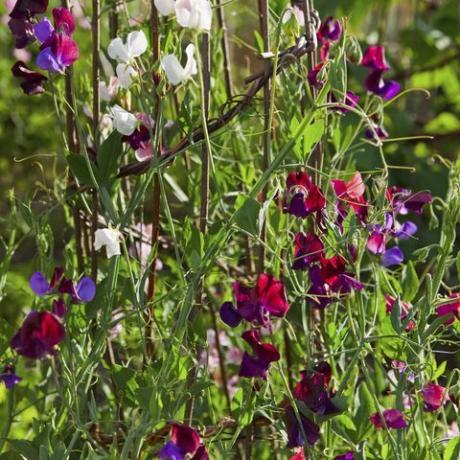 Piselli dolci su una cornice da giardino