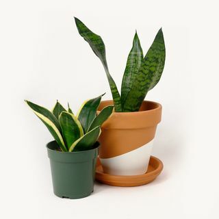 Serpente/Sansevieria