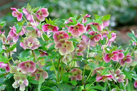 piante di confine, piante di confine del giardino, Helleborus niger, chiamato anche rosa di Natale, rosa d'inverno o elleboro nero, è un sempreverde, perenne pianta fiorita della famiglia dei ranuncoli ranunculaceae pianta di rose di natale è tossica i fiori di cinque petali sono disponibili in vari colori, tra cui bianco, rosso, rosa, viola, verde, giallo e albicocca, e compaiono durante l'inverno, spesso a Natale, nei climi miti e in tarda primavera in quelli più freddi le zone