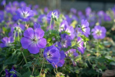 pianta di confine, pianta di confine del giardino, gruppo di fiori di cranesbills, geranio rozanne in fiore, foglie verdi, grande mazzo di fiori