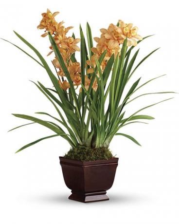 orchidea cymbidium arancione