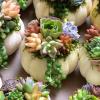 Queste adorabili zucche succulente su Etsy intensificheranno il tuo gioco di decorazione autunnale