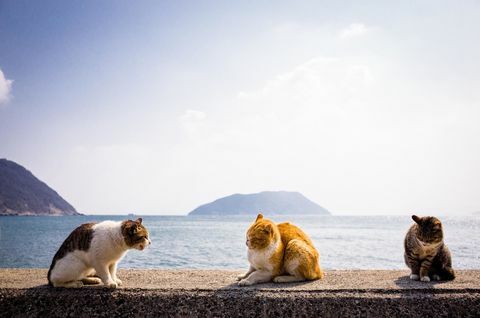 isola dei gatti