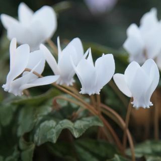 Ciclamino hederifolium var. ederifoglio f. albiflorum