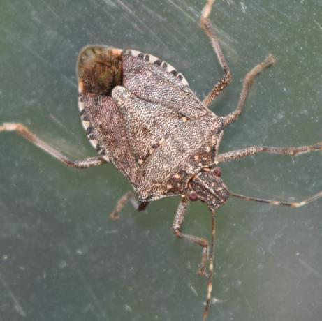 primo piano di cimice marmorizzata marrone