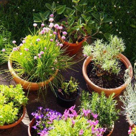 idilliaca scena primaverile nel giardino italiano con vasi di piante fiorite ed erbe da cucina lavanda francese, fiore di paglia, erba cipollina, campanule, rosmarino, salvia