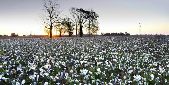 campo di cotone, Clarksdale, Mississippi