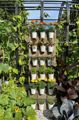 she grows veg get up and grow commestible garden, allotment zone hampton court palace garden festival 2021