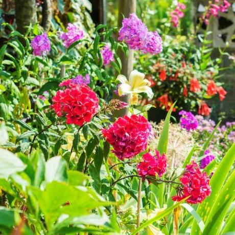 Bellissimo giardino floreale nel cortile